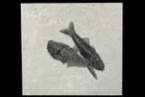 Fossil Fish (Diplomystus & Mioplosus) Plate - Wyoming #179259-1